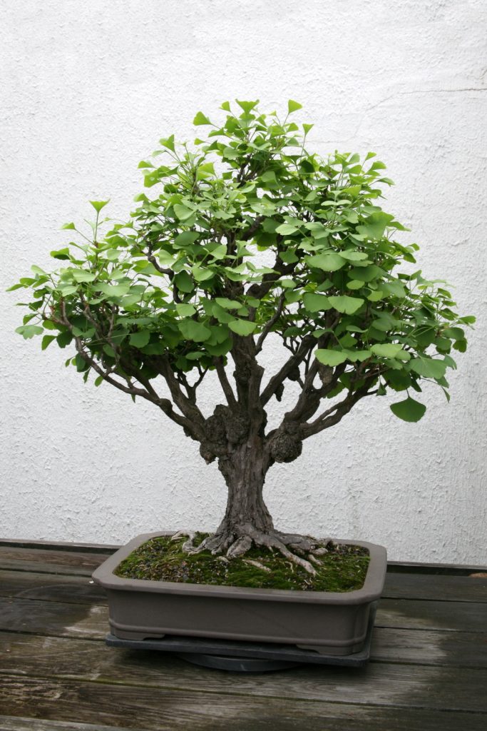 ginkgo bonsai tree 683x1024