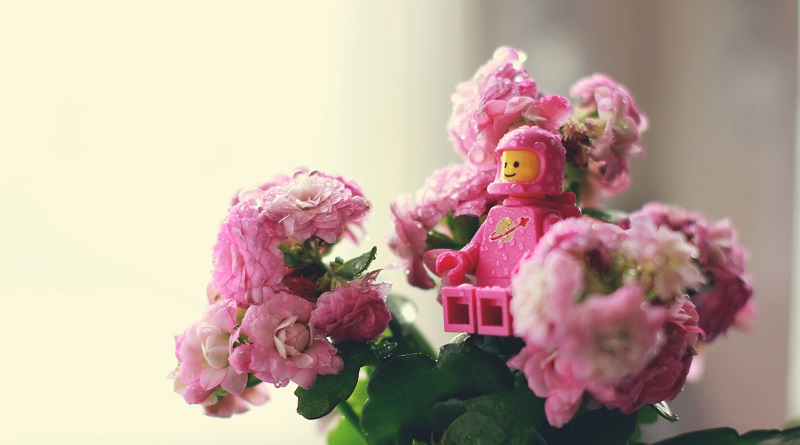 Brick Pic of the Day: Everything is blossom