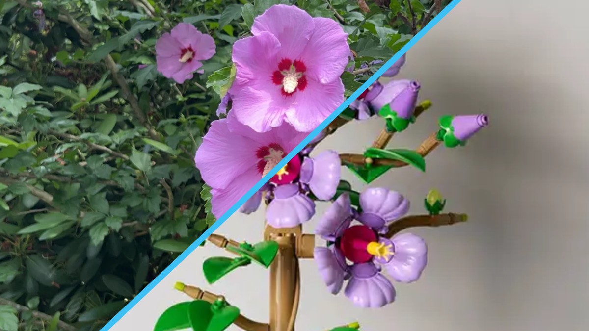 Comparing new LEGO August Botanicals to real-life plants
